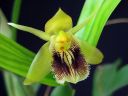 Coelogyne_fimbriata_RS_230906_IMG_1589.jpg