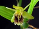 Coelogyne_fimbriata_RS_230906_IMG_1590.jpg