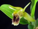 Coelogyne_fimbriata_RS_230906_IMG_1591.jpg