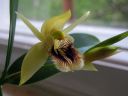 Coelogyne_fimbriata_RS_230906_IMG_4762.jpg