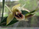 Coelogyne_fimbriata_RS_230906_IMG_4764.jpg