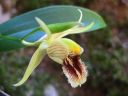 Tiedostonimi=Coelogyne_fimbriata_RS_230906_IMG_6040.jpg
Tiedostokoko=50kt
Koko=600x450
Lisätty=02.02.2012 Coelogyne_fimbriata_RS_230906_IMG_6040.jpg