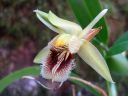 Coelogyne_fimbriata_RS_230906_IMG_6042.jpg