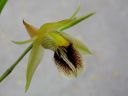 Coelogyne_fimbriata_RS_230906_IMG_7549.jpg