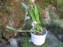 Coelogyne_speciosa_RS_230906_IMG_6033.jpg