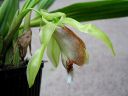 Coelogyne_speciosa_RS_230906_IMG_7839.jpg