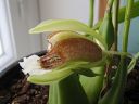 Coelogyne_speciosa_RS_230906_IMG_8937.jpg