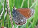 Tiedostonimi=Coenonympha_glycerion_idanniittyperhonen_IMG_8515.jpg
Tiedostokoko=74kt
Koko=600x450
Lisätty=27.02.2011 Coenonympha_glycerion_idanniittyperhonen_IMG_8515.jpg