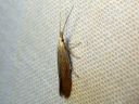 Coleophora_albidella_raitapussikoi_IMG_5588.JPG