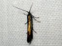 Coleophora_alcyonipennella_valkoapilapussikoi_IMG_1592.JPG