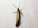 Coleophora_alcyonipennella_valkoapilapussikoi_IMG_1609.JPG