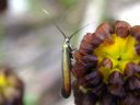 Coleophora_alcyonipennella_valkoapilapussikoi_IMG_4614.JPG