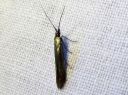 Coleophora_alcyonipennella_valkoapilapussikoi_IMG_6515.JPG