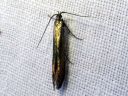 Coleophora_alcyonipennella_valkoapilapussikoi_IMG_6559.JPG