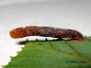 Coleophora_alnifoliae_larva_lepanpunepussikoi_toukka_6_7_2016.jpg