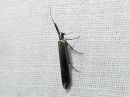 Coleophora_deauratella_puna-apilapussikoi_IMG_0121.jpg