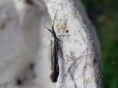 Coleophora_deauratella_puna-apilapussikoi_IMG_2548.jpg