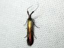 Coleophora_deauratella_puna-apilapussikoi_IMG_3241.JPG