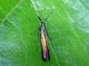 Coleophora_deauratella_puna-apilapussikoi_IMG_4255.jpg