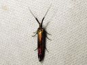 Coleophora_deauratella_puna-apilapussikoi_IMG_6522.JPG