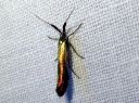 Coleophora_deauratella_puna-apilapussikoi_IMG_6573.JPG