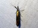 Coleophora_deauratella_puna-apilapussikoi_IMG_6912.JPG