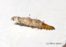 Coleophora_expressella_larva_villapussikoi_toukka_12_10_2015.JPG