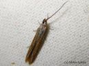 Coleophora_graminicolella_tervakkopussikoi_10_6_2015.jpg