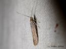 Coleophora_graminicolella_tervakkopussikoi_10_6_2015_28229.JPG