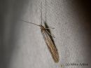 Coleophora_graminicolella_tervakkopussikoi_10_6_2015_28329.JPG