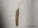 Coleophora_serratella_koivupussikoi_13_6_2015.jpg