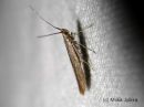 Coleophora_serratella_koivupussikoi_13_6_2015_28229.jpg