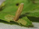 Coleophora_serratella_tummapussikoi_5_6_2015.JPG