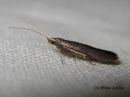 Coleophora_spinella_omenapussikoi_14_6_2016.JPG