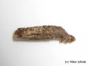 Tiedostonimi=Coleophora_sternipennella_ruskotunkiopussikoi_29_3_2015_7.jpg
Tiedostokoko=17kt
Koko=600x450
Lisätty=03.04.2015 Coleophora_sternipennella_ruskotunkiopussikoi_29_3_2015_7.jpg
