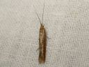 Coleophora_sternipennella_seinatunkiopussikoi_IMG_7813.JPG