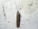 Coleophora_striatipennella_viirupussikoi_IMG_3650.JPG