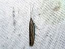 Coleophora_striatipennella_viirupussikoi_IMG_3651.JPG