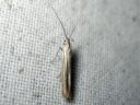 Coleophora_striatipennella_viirupussikoi_IMG_7180.JPG