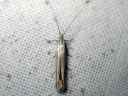 Coleophora_striatipennella_viirupussikoi_IMG_7185.JPG