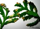 Tiedostonimi=Coleophora_trochilella_pihapussikoi_toukan_syomajalki_pietaryrtilla_9_6_2017.jpg
Tiedostokoko=60kt
Koko=600x450
Lisätty=08.01.2018 Coleophora_trochilella_pihapussikoi_toukan_syomajalki_pietaryrtilla_9_6_2017.jpg
