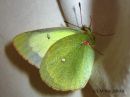 Colias_palaeno_suokeltaperhonen_2_7_2015_28229.jpg