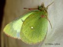 Colias_palaeno_suokeltaperhonen_2_7_2015_28329.jpg