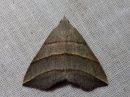 Tiedostonimi=Colobochyla_salicalis_viitayokkonen_IMG_6332.jpg
Tiedostokoko=106kt
Koko=600x450
Lisätty=15.03.2019 Colobochyla_salicalis_viitayokkonen_IMG_6332.jpg