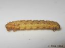 Colostygia_pectinataria_larva_vihermataramittari_toukka_12_12_2014.jpg