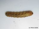 Colostygia_pectinataria_larva_vihermataramittari_toukka_12_12_2014_28229.jpg