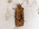 Tiedostonimi=Conistra_rubiginea_keltapiiloyokkonen_IMG_0617.jpg
Tiedostokoko=69kt
Koko=600x450
Lisätty=18.04.2016 Conistra_rubiginea_keltapiiloyokkonen_IMG_0617.jpg