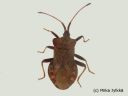 Coreus_marginatus_pallelude_19_5_2014.jpg