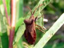 Coreus_marginatus_pallelude_IMG_0389.JPG