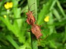 Coreus_marginatus_pallelude_IMG_0564.JPG